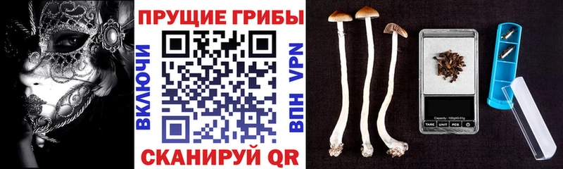 Псилоцибиновые грибы прущие грибы Лермонтов
